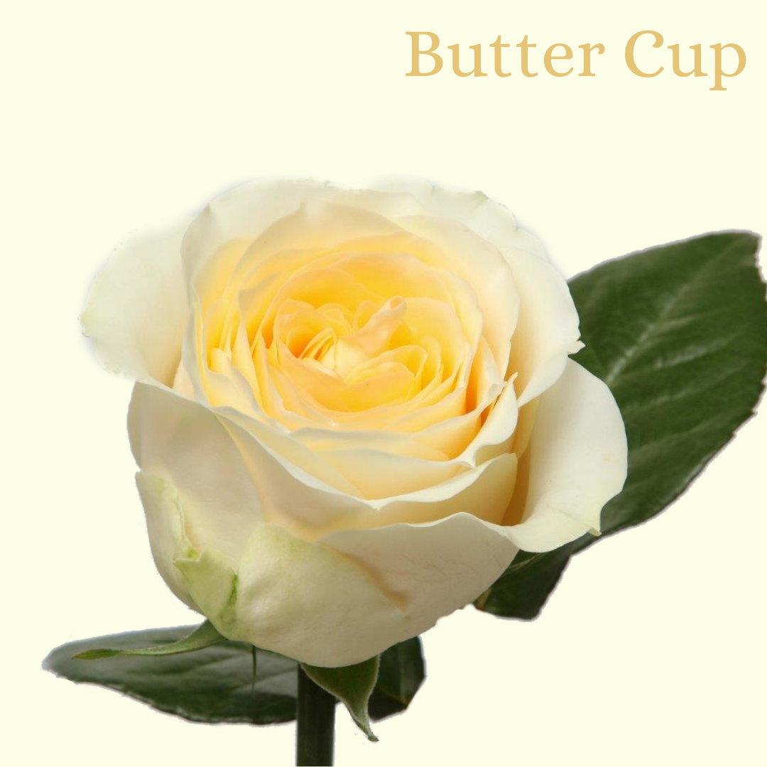 ROSE BUTTER CUP 40